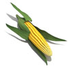 corn2.jpg